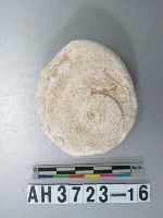 藏品(小型螺蓋製貝刮器)的圖片